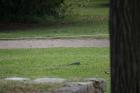 DSC08407.JPG