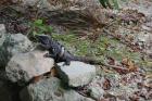 DSC08353.JPG